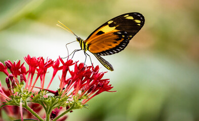 Longwing exotic butterfly pollinating flowers at a butterfly park in Pine Mountain Georgia.