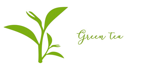 Fototapeta na wymiar Green tea leaf for banner. Design leaves green tea on white background. Flat vector illustration