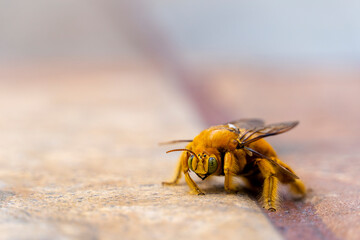 Macro close up of insect, bumblebee on the floor looking for food or water, mexico