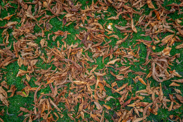 Copenhagen, Denmark Fall leaves on the grass.