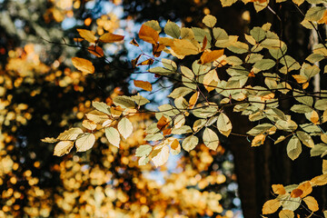 Jesienne liście na drzewie