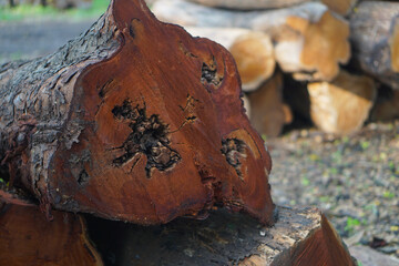 lumber industry with some wood that has been cut