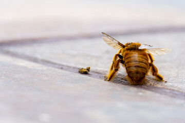 bumblebee, flying insect on the ground looking for food or water, yellow insect with wings