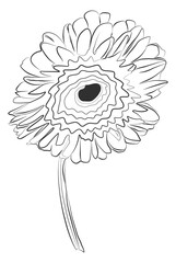 Minimalist line drawing of gerbera flower. Modern botanical prints, T-shirt design, packing, home decor, wall art posters, logo. Floral png.