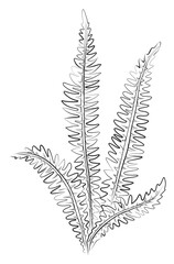 Line drawing fern plant black sketch. Exotic plant with leaf one line illustration. Minimalist prints. Herb png © Victoria_arty