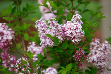 Beautiful blooming lilac