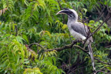 Indian Grey Hornbill © Dipakkumar