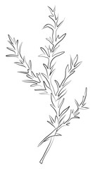 Hand drawn continuous line drawing of branch with rosemary leaves. Plants black sketch, aesthetic contour. Minimalist modern botanical prints, design, packing, home decor, wall art posters.