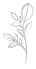 Branch with leaves line art drawing. Plants single black sketch, aesthetic contour. Modern botanical prints, perfect for home decor, wall art posters, T-shirt design, packing. Png format.