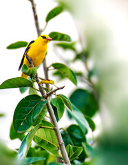 yellow billed - Indian Golden Oriole