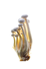 Mushrooms, clusters of white mushrooms on a transparent background.png