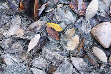 Colorful autumn abstract background of earth and leaves