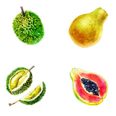 Watercolor illustration, set. Fruit. Lychee and papaya.