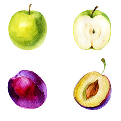 Watercolor illustration, set. Fruit. Apple and plum.