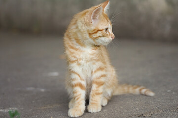 Adorable chaton roux