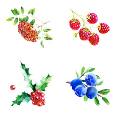 Watercolor illustration, set. Rowan, blueberries berries, raspberries on a branch, holly.
