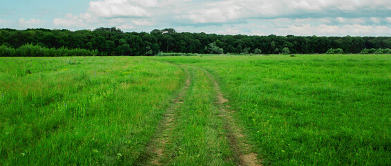 Road in the field leading to the forest. Summer landscape. beautiful summer background