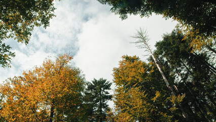 Fototapeta na wymiar White Clouds Over Autumn Trees