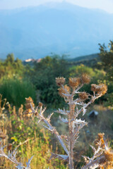 Burdock bush at view of a mountains landscape in the Pyrenees, France