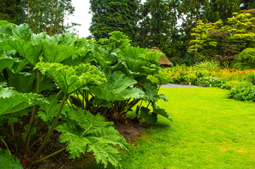 Riesenrhabarder im Botanischen Garten