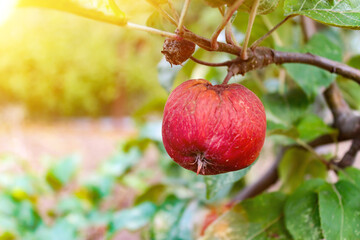 Rotten apple on a branch. Spoiled apple crop. Fruits infected with apple monilia fructigena.