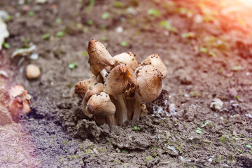 Inedible toadstool mushrooms. Mushrooms in the meadow.