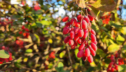 Red berries of barberry on a bush branch close-up. Barberry bush in the autumn garden.