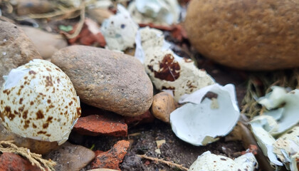 Broken quail eggs on the street in the stones. Quail egg shell. Broken eggs.