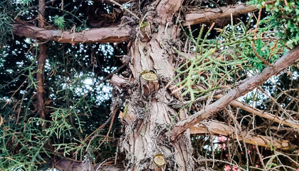 Tree trunk with branches, selective focus.