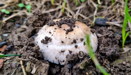 Inedible toadstool mushrooms. Mushrooms in the meadow.