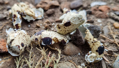 Broken quail eggs on the street in the stones. Quail egg shell. Broken eggs.