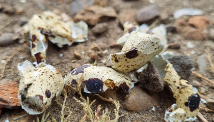 Broken quail eggs on the street in the stones. Quail egg shell. Broken eggs.