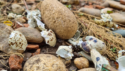 Broken quail eggs on the street in the stones. Quail egg shell. Broken eggs.