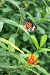 Common Tiger Butterfly on the Tropical Milkweed Plant.