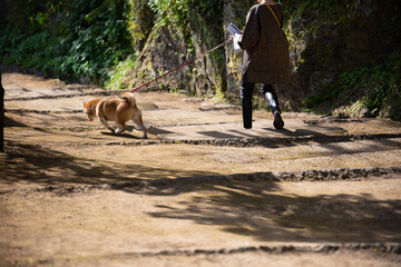 散歩する柴犬