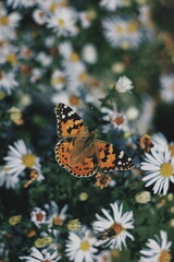 Butterfly on the white flower