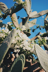 cactus and blue sky in the desert