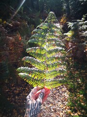 female hand tattooed holding fern in forest 