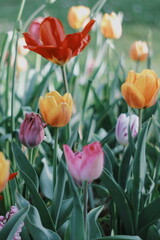 Colorful tulips close up nature