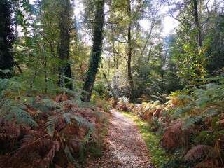 path in the woods