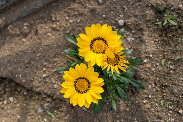 初夏の日差しに反射して鮮やかな黄色の花びらを咲かせるガザニア - obrazy, fototapety, plakaty
