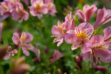 初夏の緑の中で鮮やかに存在感のあるアリストロメリアの花