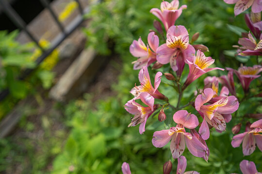 アリストロメリア の画像 119 件の Stock 写真 ベクターおよびビデオ Adobe Stock アリストロメリア の画像 119 件の Stock 写真 ベクターおよびビデオ Adobe Stock