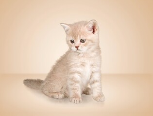 A small domestic cat play on light background