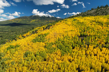 Quaking aspen, Hart Prairie, Coconino National Forest, Arizona