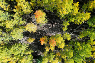 Quaking aspen, Hart Prairie, Coconino National Forest, Arizona