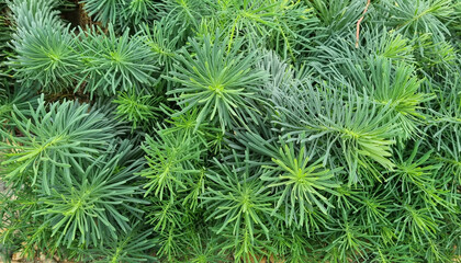 Green branches of a coniferous tree with needles.