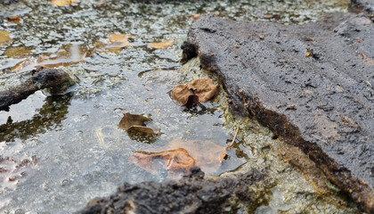 Water pollution. Muddy water, waste. Sewer drains into water.