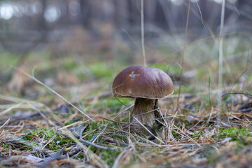 Mały jesienny Borowik Szlachetny potocznie nazywany Prawdziwkiem - najbardziej ceniony grzyb występujący w Polskich lasach
