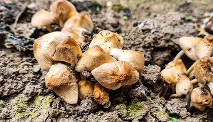 Inedible toadstool mushrooms. Mushrooms in the meadow.
